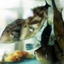 산지물식당 이미지