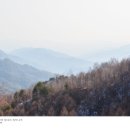 인제 자작나무숲길에서 이미지