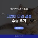 디딤동물병원 | 순천 동물병원 고양이 다리 골절 수술 후기
