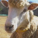 이목목장 이미지