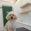 그루밍샵(grooming shop) | 수원 애견미용샵 - 그루밍세라(Grooming sera) 후기 #푸들미용 #가위컷
