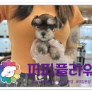 강아지분양 애견분양 퍼피플라워 중랑점 이미지