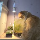 에코시스템 | 작은 수조 미니 아쿠아리움 후기[에코 시스템]