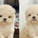 시바견분양.kr 이미지