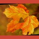 마루마리 이미지