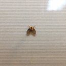 이 날벌레 이름이 뭘까요? 집안에 왜 생기는 건지 알려주세요 ㅠㅠ 이미지