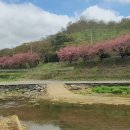 산청 대명사 꽃잔디와 신기마을 겹벚꽃 풍경 이미지