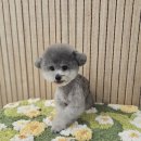 빠몽(PAWMONG) 네이버블로그