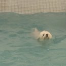 가평 댕댕이 애견 풀빌라 펜션 블루 이미지