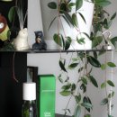 세리미 아로마테라피 | 체험단 아로마티카 아로마테라피 롤온 클리어포커스 후기 + 내돈내산 베러비다 꾹꾸미 두피괄사 무탈...