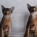 캐터리 페르마타 이미지