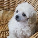 도그블랑 이미지