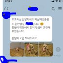 하남애견훈련소 이미지