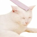 힐링그루밍 이미지