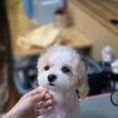 하나애견샵 이미지