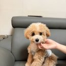 오즈펫살롱 | 수원광교 애견미용 오즈펫살롱 라떼의 첫 미용 후기