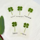 클로버농장 이미지