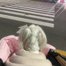 바나나 동물병원 | 강아지 슬개골 탈구 수술 후기 (정창수 동물병원 슬개골 수술 후기) -2주차-