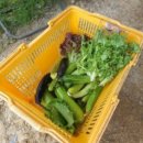 손씨농장 이미지