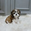 우리집 막둥이 이미지