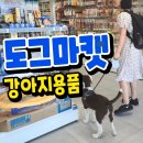 도그마캣포항 | 포항강아지용품 사러 도그마캣 다녀온 솔직후기