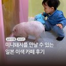 일본돼지카페 이온몰 추천 미야자키 미피그 가격 후기