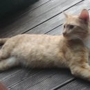 우리동네개냥이 네이버블로그