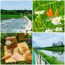 메꽃어린이집 | 동네 산책 2부 - 안양천 꽃구경, 오목공원 여름소풍전