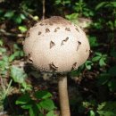 우리나라 야생(자연산)약초 식용버섯 종류와 사진 이미지