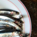 생선선생 이미지