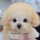 예쁘지미용실 | 푸들브리더 가정견분양 후기 성견이 기대되는 크림푸들8개월차 미모 클라스!