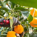 녹산농장 이미지