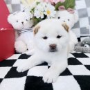 펫젠