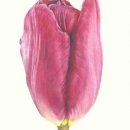 색연필로 쉽게 따라 그리는 꽃그림 이미지