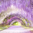 등나무문화공원 이미지