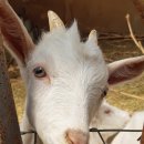 솔잎목장 이미지