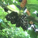 환국농장 이미지