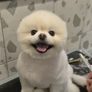 서면애견미용 맘바이 강아지 미용실 이미지