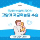 고양이 자궁축농증 응급 수술 후기, 중성화수술이 중요한 이유