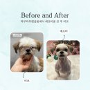 하나펫살롱 | 화명동 애견미용 라무라무펫살롱 후기 (칙촉이의 역대급 변신✨)