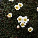 천상의 나무 이미지