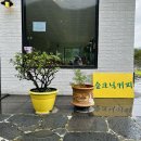 울릉도 반려동물 동반 여행 / 숲크닉커피 후기