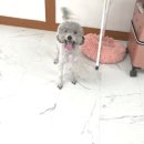 멍머니 2호점 이미지