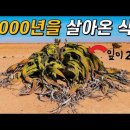 달랑 2개의 잎으로 수천 년을 사는 식물!｜웰위치아의 비밀! 이미지