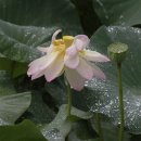 雨中蓮 이미지