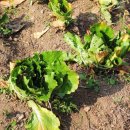 설악농장 이미지