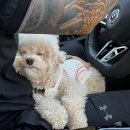 겨우리애견 | 청도 애견동반 가능한 풀빌라 "더포레풀빌라" 소개합니다 :)