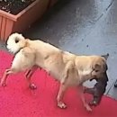 AP 동물병원 이미지