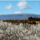 봄꽃힐링투어 이미지