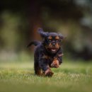 맥동물병원 이미지